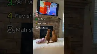 Time For My Stories! Cats Watching TV #Shorts #catvideos #funnycatvideos
