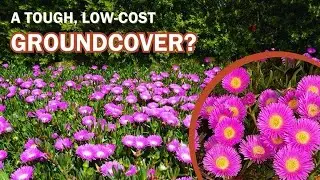 Лучшее бюджетное почвопокровное растение – Aussie Rambler™ Carpobrotus выдерживает заморозки и на...