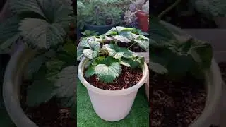 Very Impressive and so beautiful succulents | So amazing and beautiful
