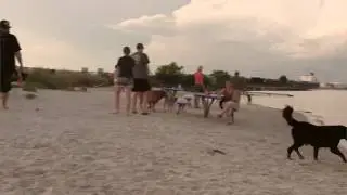 Davis Island Dog Beach in Tampa