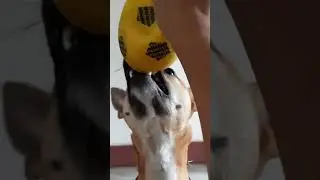 Playful Leo #shorts #dog #leo #cute