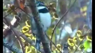 Pied Puffbird