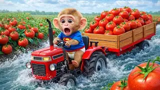 Monkey Kiki&rsquo;s Tomato Harvest Disaster! Tractor Falls into Pond but His Smart Move Shocks Everyone 🚜