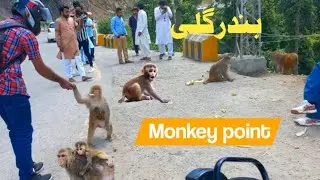 Bander point Murree | Monkey in Murree | Murree Bandar point