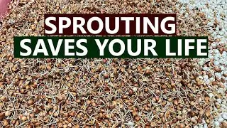 🌱 Why Sprouted Grains Are The Secret To Better Digestion & More Energy