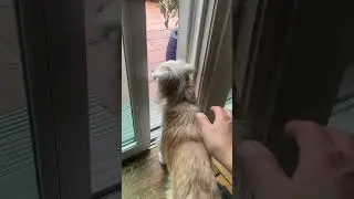 Hero & separation anxiety 