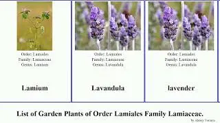 Garden Plants of Order Lamiales Family Lamiaceae