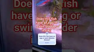 have eggs or swim bladder issue #fishtank #aquarium #fishdisease #swimbladder #fishlife