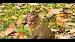 Top Crying!! Million Pity & Sad To See Sweet Pea Scream and Scare Big Monkey Warning.