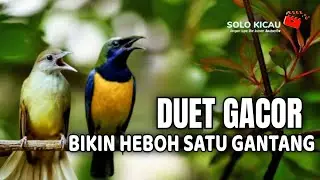 🔴MASTERAN KOMBINASI FULL TEMBAKAN CUCAK CUNGKOK VS KAPAS TEMBAK cocok buat murai batu ijo cendet