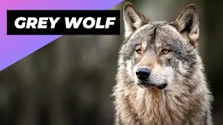 Grey Wolf 🐺 The Most Misunderstood Creature Of The Wild!