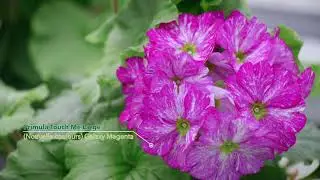 Primula Touch Me Open Days 2018 FR