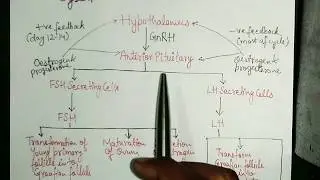 Human Reproduction - Hormonal Control Of Female Reproductive System