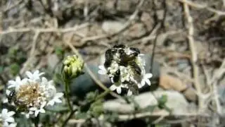 Desert pincushion pollinators