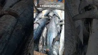 Big King Fish (Surmai Machi) &ndash; South India Market to European Export | Fresh Sea Fish