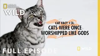 Elephants, Cats & Octopuses (Full Episode) | Everything You Didn't Know About Animals