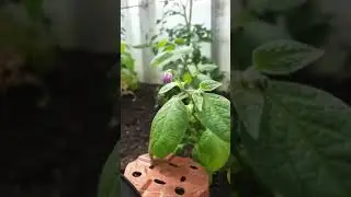 Adele the Brave is joined by Amybear at the allotment