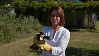 Mantova: riapre il Centro recupero fauna selvatica a Parcobaleno grazie a Coldiretti