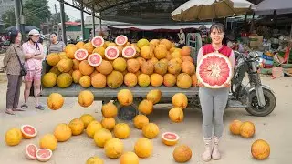 Harvest 1000+ Red-Fleshed Pomelos, Use 3-Wheeled Truck Transport Many Red-Fleshed Pomelos To Sell