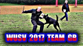 WUSV IPO 2017 Team GB Selection Trial Schutzhund Protection Defence GSD Dog compilation GSDL BAGSD
