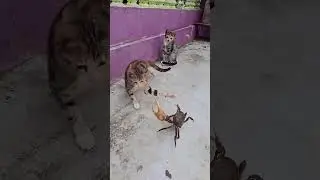 The cat brave crab cats magical animal records cute animals here