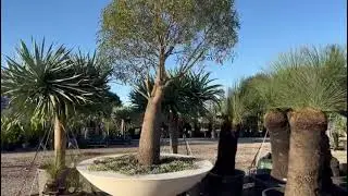 Grass Trees, Bottle Trees & Dragon Trees | DesignerTrees.com.au