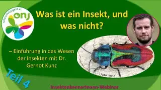 InsektenkennerInnen-Webinar l. - Was ist ein Insekt, und was nicht? (Teil 4)