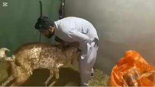 goat 🐐 farming business idea animals farm Pakistan me By Funny animals hub 