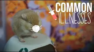 Распространенные болезни песчанок | На что обратить внимание!