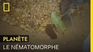 Ce ver infeste de gros insectes et prend le contrôle de leur système nerveux
