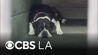 Nonprofit quintupling donations to Pasadena Humane Society for Giving Tuesday