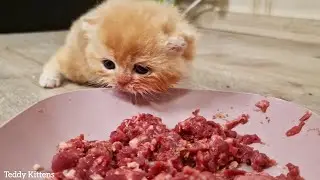 Малышка Пинки очень хочет есть мясо, но не знает как