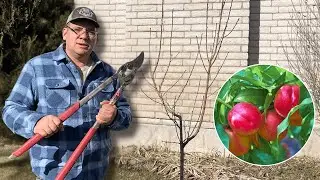 Как обрезать нектариновое дерево: второй сезон