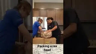 Rex head #moving #dinosaur  #pack #headshot #box