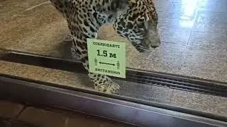 Ленинградский зоопарк львы, саванна и ягуар