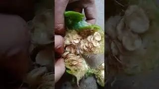 Loofah Seed Harvesting 101: Easy Steps to Collect & Save Seeds