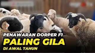 Harga Domba Dorper F1 Murah | @AGROTV9 