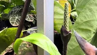 Hybrid cyrtosperma dengan alocasia
