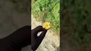 Beautiful Flower.What's the name of this flower?#shortvideo #shorts #foryou #flowers #youtubeshorts