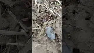 Ancient history discovered..Native Ohio stone tool