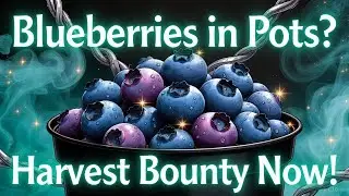 HOW TO GROW BLUEBERRIES IN CONTAINERS - SIMPLE HACK✨✨
