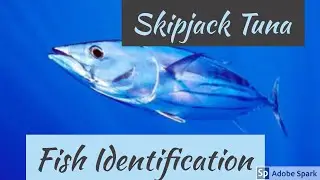 Skip Jack Tuna - NOAA Species Identification