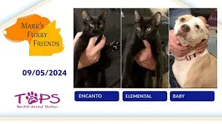 Cats & Dogs! Encanto, Elemental and Baby  | Mark's Furry Friends | 09/05/2024