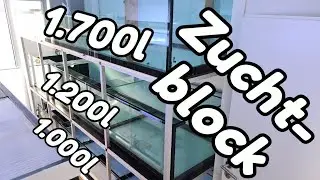 3.900l-Zuchtblock - Die Aquarien sind aufgebaut