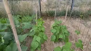 DIY Pole Bean Trellis