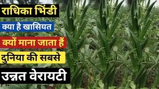 Advanta Radhika Bhindi | Radhika Bhindi | okra seeds | radhika bhindi a2z sampurn jankari
