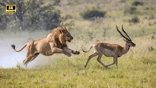 WILDLIFE Documentary: The Fierce Battle for Survival in Nature&rsquo;s Harshest Lands