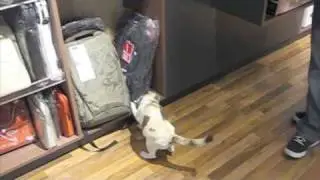 Cat Peeing inside Apple Store