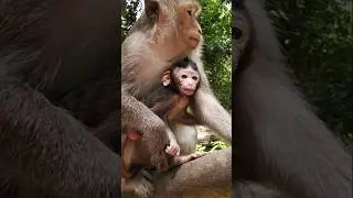 beautiful baby monkey 🐒 Elena fast growing up unbelievable ❤️ #babyanimal #animals #babyanimals