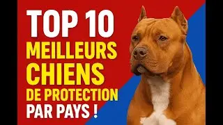 Top 10 meilleurs chiens de protection selon les pays !🐶🌍